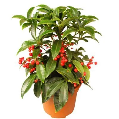 Ардизия Крантана 14/35