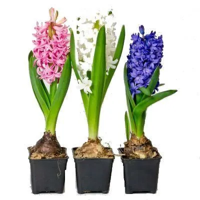 Гиацинт Микс 12/20 фото в интернет-магазине Флоранж