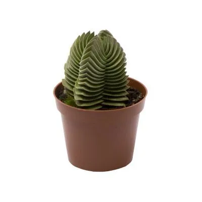 Крассула Будда 6/15 фото в интернет-магазине Флоранж