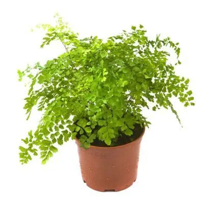 Адиантум Микс 12/25 фото в интернет-магазине Флоранж