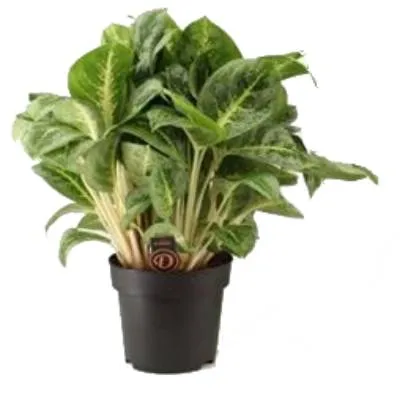 Аглонема Лемон Минт 19/40 фото в интернет-магазине Флоранж