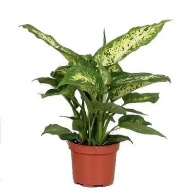 Диффенбахия Компакта 12/30 фото в интернет-магазине Флоранж