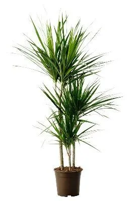 Драцена Марджината 21/100 3 ств (60/30/15) фото в интернет-магазине Флоранж