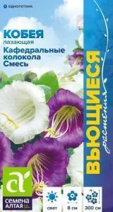 Кобея Кафедральные колокола Смесь Лазающая (цветной пакет) 5шт; Семена Алтая