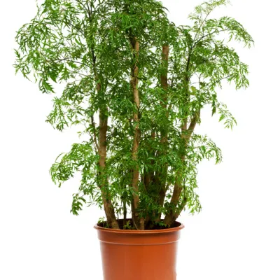 Полисциас Фрутикоза грин 12/50 фото в интернет-магазине Флоранж