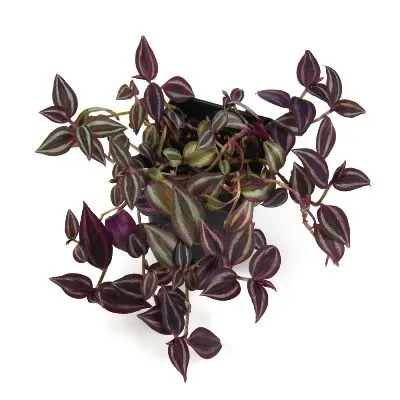 Традесканция Ситара 12/25