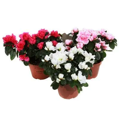 Азалия Микс 12/25 акция фото в интернет-магазине Флоранж