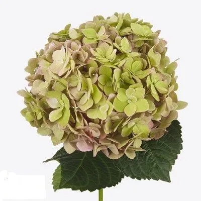 гидрангия Меджикал Адора Классик фото в интернет-магазине Флоранж