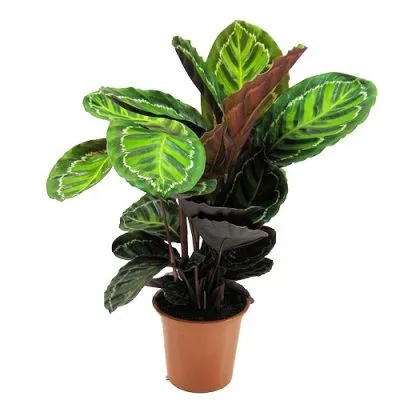 Калатея Розеа Пикта 12/30 фото в интернет-магазине Флоранж