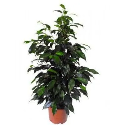 Фикус Бенджамина Даниель 21/90 фото в интернет-магазине Флоранж