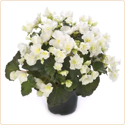 Бегония Клара 14/30 фото в интернет-магазине Флоранж