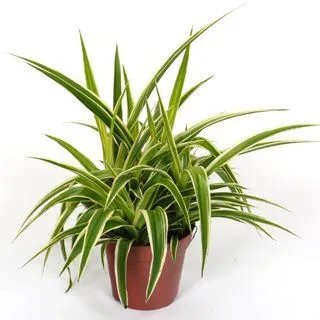 Хлорофитум Комосум Океан 12/20 фото в интернет-магазине Флоранж