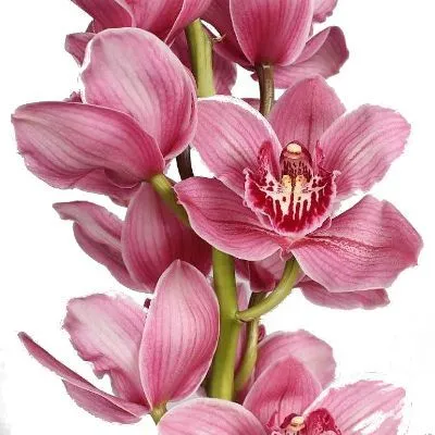 цимбидиум Моника фото в интернет-магазине Флоранж