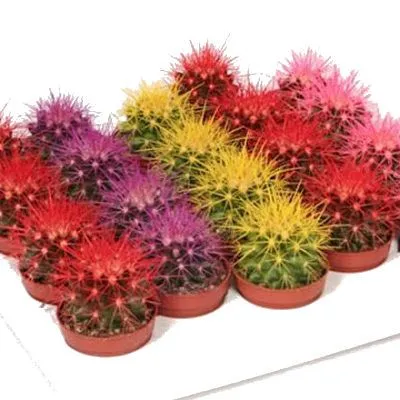 Кактус Микс 05/10 цветной фото в интернет-магазине Флоранж