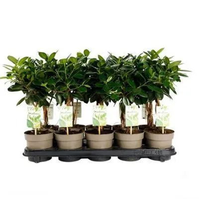 Фикус Бенджамина Майя 12/40 переплет фото в интернет-магазине Флоранж