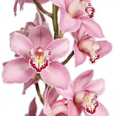 цимбидиум Росанна фото в интернет-магазине Флоранж цимбидиум Росанна фото в интернет-магазине Флоранж