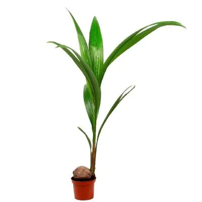 Кокос Нуцифера 19/130 фото в интернет-магазине Флоранж