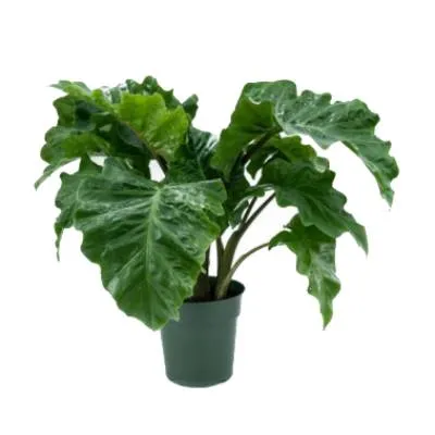 Алоказия Лоу Райдер 17/50 фото в интернет-магазине Флоранж