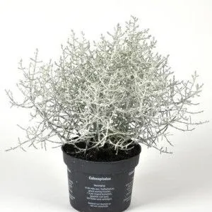 Калоцефалус 13/25 фото в интернет-магазине Флоранж