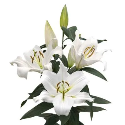 лилия ориентал Замбези фото в интернет-магазине Флоранж