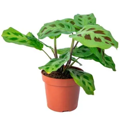 Маранта Керховеана 12/20  фото в интернет-магазине Флоранж