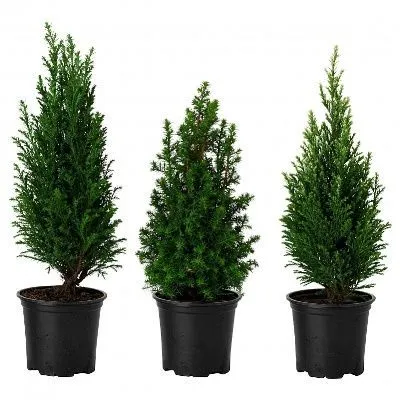 Кипарисовик Микс 13/40 фото в интернет-магазине Флоранж