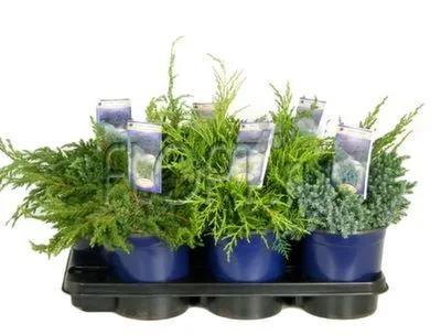 можжевельник Микс 09/15 фото в интернет-магазине Флоранж