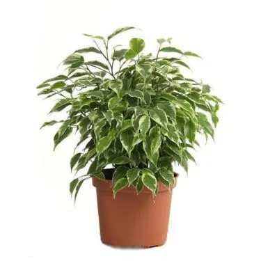 Фикус Грин Кинки 12/30 фото в интернет-магазине Флоранж