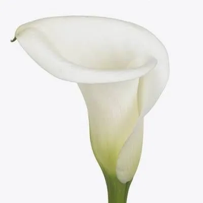 калла Айвори Арт; Голландия фото в интернет-магазине Флоранж