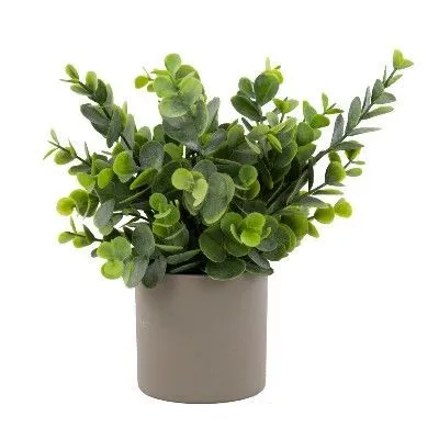 Эвкалипт в кашпо (пластик), 25см, зеленый фото в интернет-магазине Флоранж