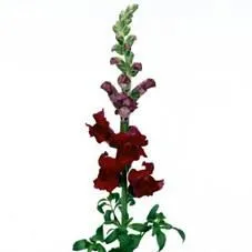 лювенбекия Опус Ред фото в интернет-магазине Флоранж