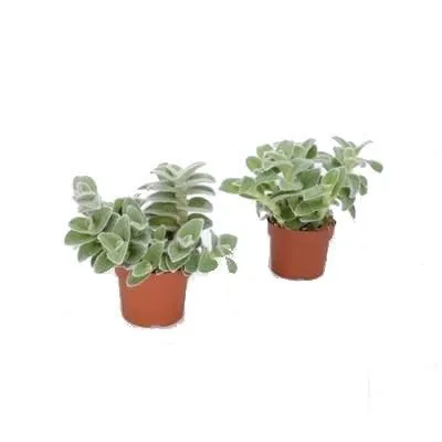 Традесканция Зебра 12/10 фото в интернет-магазине Флоранж