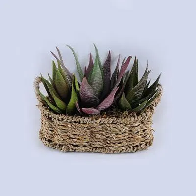 Суккуленты в корзине, 21х16х18 см, зеленый фото в интернет-магазине Флоранж