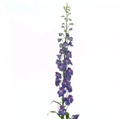 дельфиниум Гардиан Блу фото в интернет-магазине Флоранж