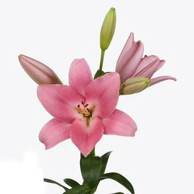 лилия лонгифлорум Тиррено фото в интернет-магазине Флоранж