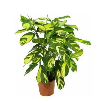 Ктенанта Лубберса 17/60 фото в интернет-магазине Флоранж