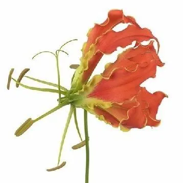 глориоза Экзотик Оранж фото в интернет-магазине Флоранж