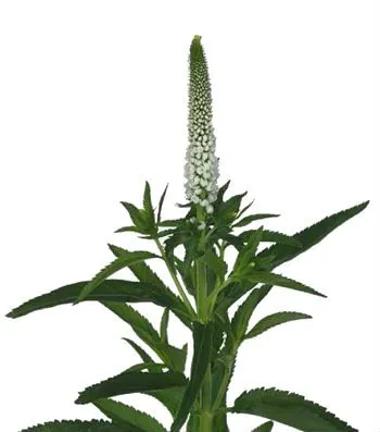 вероника Смарт Луна фото в интернет-магазине Флоранж