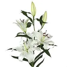 лилия ориентал  Сантандер фото в интернет-магазине Флоранж
