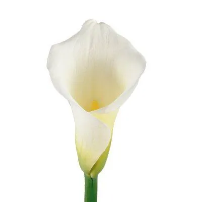 калла Вайт Презент фото в интернет-магазине Флоранж