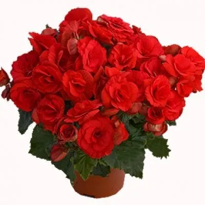 Бегония Баландин 12/25 фото в интернет-магазине Флоранж