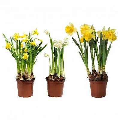 Нарцисс Микс 09/15 фото в интернет-магазине Флоранж