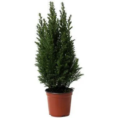 Кипарисовик Элвуди 11/40