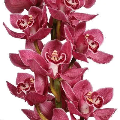 цимбидиум Миссис Полин фото в интернет-магазине Флоранж