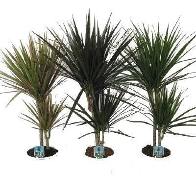 Драцена Суркулоза 14/40