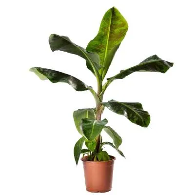 Муса Кавендиш 24/110