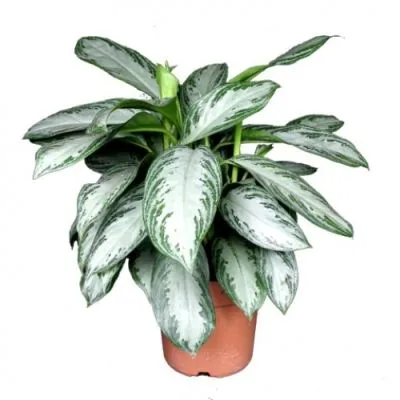 Аглонема Сильвер Бэй 19/50 фото в интернет-магазине Флоранж