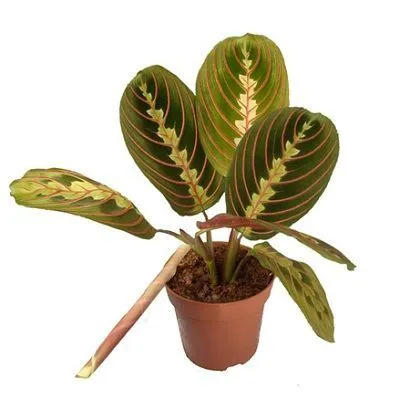 Маранта Триколор 12/30 фото в интернет-магазине Флоранж