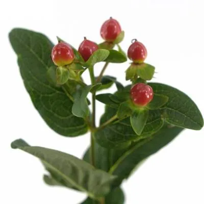 гиперикум Меджикал Лайтнинг фото в интернет-магазине Флоранж