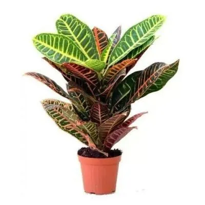 Кодиум Петра 19/60 фото в интернет-магазине Флоранж